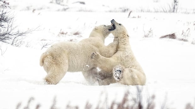 Manitoba cancels polar bear ecotourism permits for company owned by PC leadership candidate